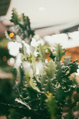 have recently colonized non-American continents (in the last few thousand years), possibly carried by migrating birds as undigested seeds Euphorbia antiquorum