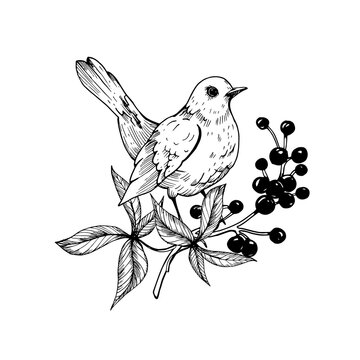 recommend clip art: Bird on a branch with berries. Vector graphic illustration with leaves, blackbird and berries