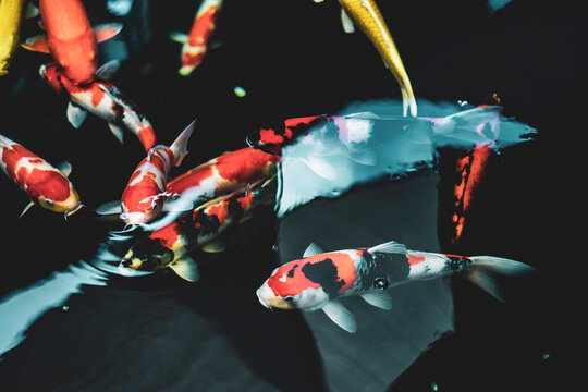 added. The word Koi in Japanese is carp, another homophone means love, affection.
Because Japanese Koi fish are excellent, expensive and famous, the Japanese have set their own standards 