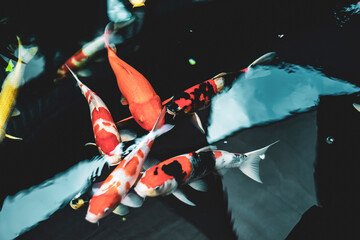 added. The word Koi in Japanese is carp, another homophone means love, affection.
Because Japanese...