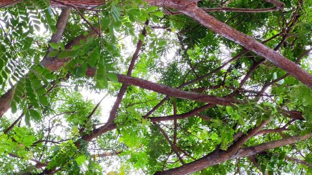 Footage of a Giant Tree with Green Leaves &ndash; A Forest&rsquo;s Crown Jewel
