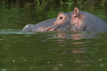 hippo in the water