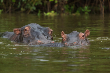 hippoes in the water