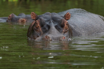 hippo in the water