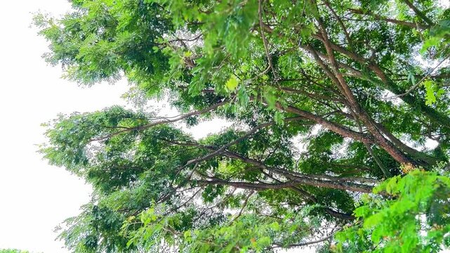 Towering Tree Covered in Vibrant Green Foliage &ndash; Nature Footage