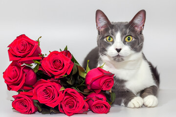 White and white cat on with roses. flower rose pink concept. cat is colored with red and a bouquet of roses. a cat with a bouquet of red and white roses on a lifestyle white.