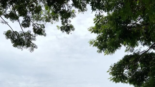 Soothing Footage of a Large Green Tree in a Calm Forest Setting