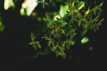  tree trunks, never growing underground, Oncidium varicosum with small white root clusters reaching...