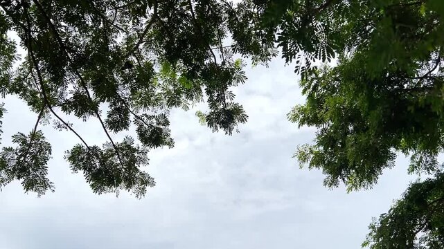 Lush Green Tree Towering in Nature &ndash; Breathtaking Forest Footage
