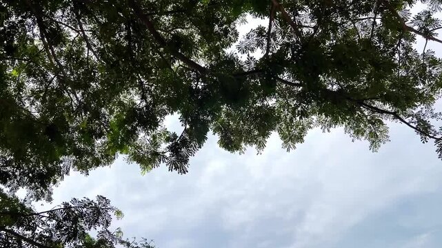 Serene Big Tree with Green Leaves, Captured in Stunning Nature Footage
