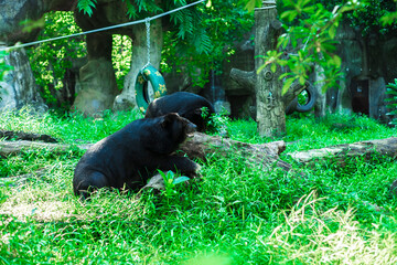 Naklejka premium Red List as vulnerable among endangered animals. Ursus thibetanus are threatened mainly by deforestation and habitat loss. Ursus thibetanus are also killed by farmers