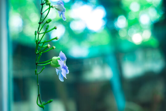clusters in the axil. Calyx is cup-shaped, with entire or slightly wavy edges and hairy. Thunbergia grandiflora is purple-green, below Thunbergia grandiflora forms a narrow corolla tube, above