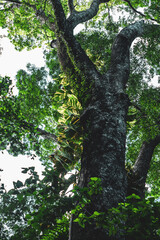 geographical landscape. Forests are part of the geographical landscape, which includes a whole of trees, shrubs, grasses, animals and microorganisms. In the process of their development, they have bio