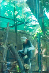  monkey gripping a wire mesh fence and looking away over its shoulder,Monkey sitting on rock against sky,Close-up of monkey sitting on rock,Cropped hand 