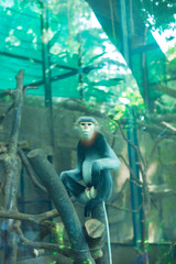  monkey gripping a wire mesh fence and looking away over its shoulder,Monkey sitting on rock against sky,Close-up of monkey sitting on rock,Cropped hand 