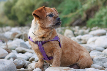 La perrita Nami sentada en las piedras del cauce del río Serpis, Lorxa, España
