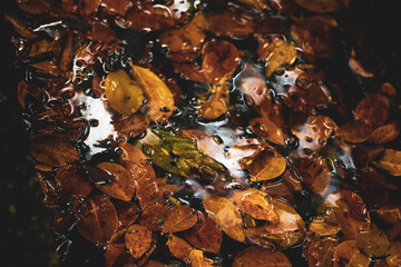 loving roads.When the trees change their leaves with bright red carpets, summer has begun after the storms, but why do the leaves still not stop falling? Everyone thinks 