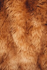 Bear skin close-up texture flat lay background