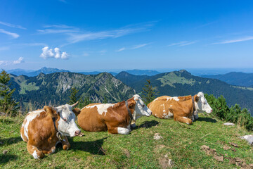 Urlaub in Bayern, Tegernsee: Wanderung auf den Hirschberg - Kühe grasen direkt am Gipfel mit Blick auf den See und die umliegenden Berge