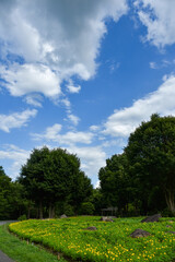 爽やかな青空と緑豊かな公園
