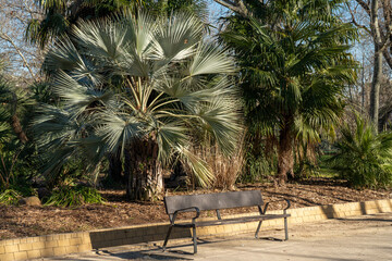 Empty wooden bench in the park of Madrid in front of the tropical trees and palms on a sunny day. 