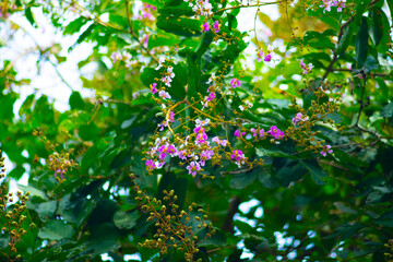floribunda, pretty sweet purple with green leaves, White background, Isolates.Close-up of purple flowering plant,abstract blur of colorful ribbon rainbow on ceiling background,Close-up of purple