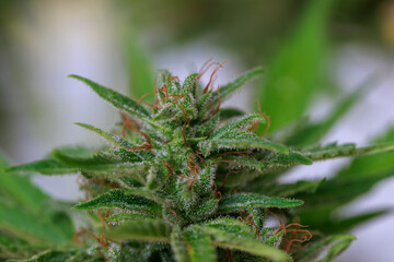 Marihuana Cannabis Blüte