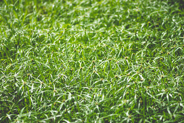 why cyperus tuber is not difficult for us to come across this plant. cyperus tuber when mentioning cyperus tuber herb, cyperus tuber immediately know cyperus tuber effect of helping to treat digestive