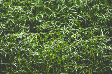 Naklejka premium why cyperus tuber is not difficult for us to come across this plant. cyperus tuber when mentioning cyperus tuber herb, cyperus tuber immediately know cyperus tuber effect of helping to treat digestive