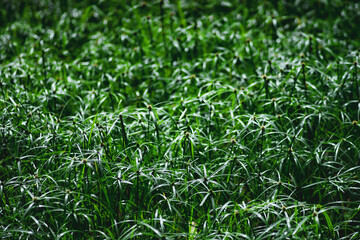 why cyperus tuber is not difficult for us to come across this plant. cyperus tuber when mentioning cyperus tuber herb, cyperus tuber immediately know cyperus tuber effect of helping to treat digestive