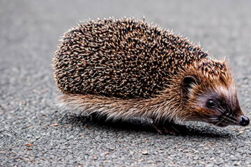 Gray hedgehog with an animal on asphalt. Cute autumn concept. A prickly little hedgehog on the asphalt. A gray hedgehog with a little prickly hair on the lifestyle asphalt.