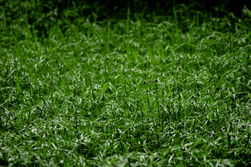 why cyperus tuber is not difficult for us to come across this plant. cyperus tuber when mentioning cyperus tuber herb, cyperus tuber immediately know cyperus tuber effect of helping to treat digestive