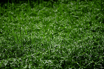why cyperus tuber is not difficult for us to come across this plant. cyperus tuber when mentioning cyperus tuber herb, cyperus tuber immediately know cyperus tuber effect of helping to treat digestive