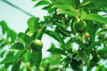 the Annona glabra have a short life cycle and are 2–3 cm in diameter. The flowers of Annona...