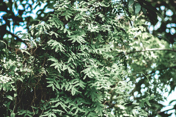 spreading across the forest, Forest is a complex of trees, interrelated, occupying a certain space on the ground and in the atmosphere.Forests occupy most of the Earth's surface 