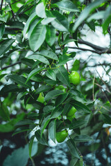 the Annona glabra have a short life cycle and are 2&ndash;3 cm in diameter. The flowers of Annona glabra have three outer petals as well as three inner petals. The petals of Annona