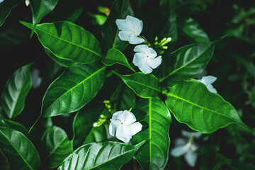 5-6 mm long, light green, inner surface of  Tabernaemontana divaricata has light yellow glands at...