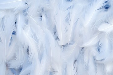 Fototapeta premium Soft feather close-up texture flat lay background