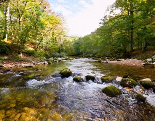 Obraz premium river in the forest