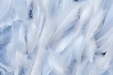 Obraz premium Soft feather close-up texture flat lay background