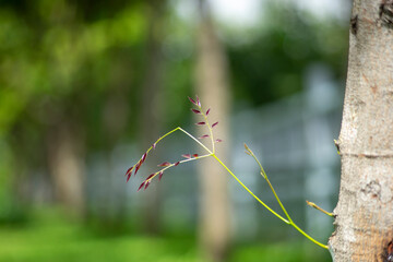 leaves of Chrysopogon aciculatus grow alternately, leaves of Chrysopogon aciculatus grow quickly, the upper of Chrysopogon aciculatus leaves grow more sparsely. Chrysopogon aciculatus