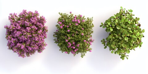 Bright and Colorful Shrubs in a Digital Illustration