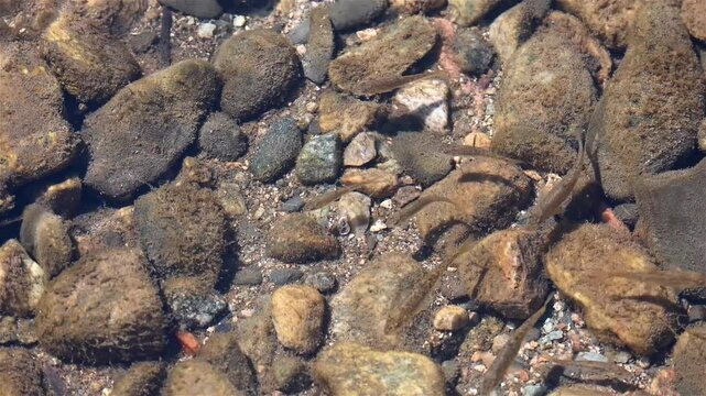 Plenty of fish in the stream. Transparent turquoise water. Stream with swimming fishes, view from above. Freshwater animals.