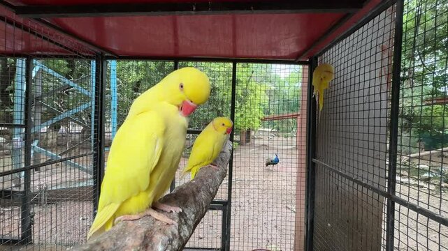 Yellow ringneck parrot grooming inside a cage. Yellow Indian ringneck parrots in cage. Two yellow parrots grooming. 