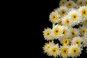 White chrysanthemums on black background, beautifully highlighted by soft, natural light, serene and minimalist.