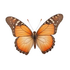Obraz premium Orange butterfly, isolated on white background.