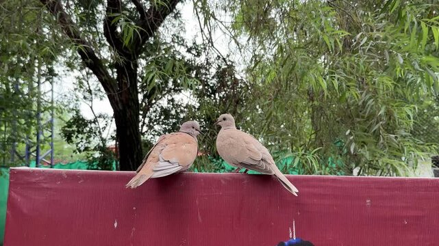 Pair of collared doves doing morning rituals. Two collared doves(Streptopelia Decaocto) grooming. Pair of collared doves.