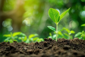 Close up of a young plant sprouting from fertile earth with sunlight filtering through foliage