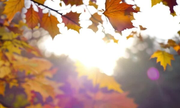 Video clip Leaves on a tree trunk in autumn. Autumn leaves spread on warm, sunny grass.