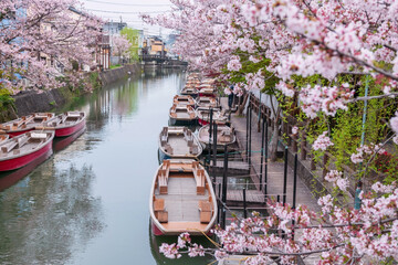 Aerial view of boats on Suigo river and cherry blossom, Yanagawa
